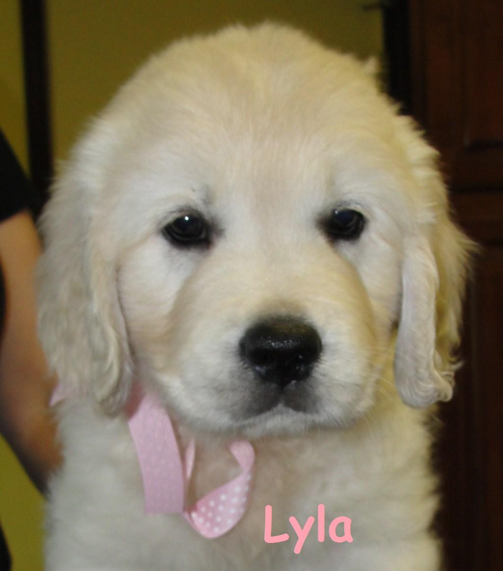 Lyla - Head