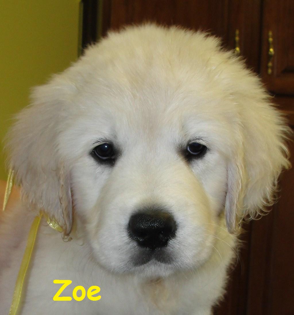 Zoe - Head