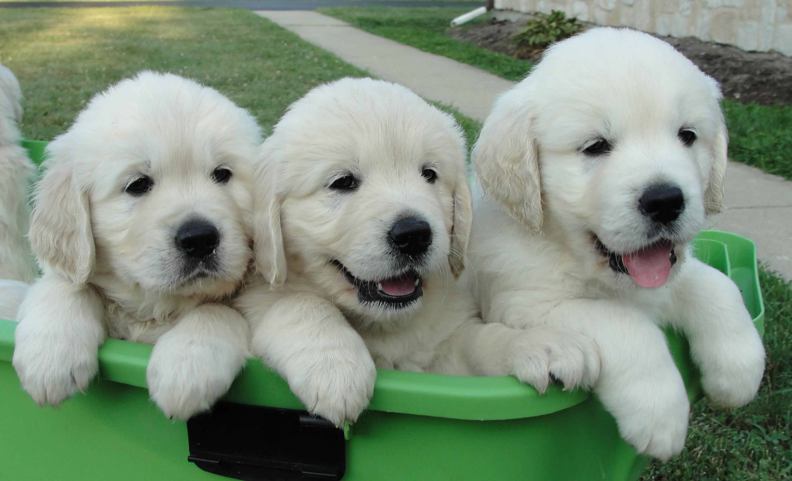 Three Time Litter Puppies