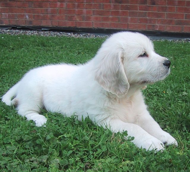 wind spirit farm golden retriever