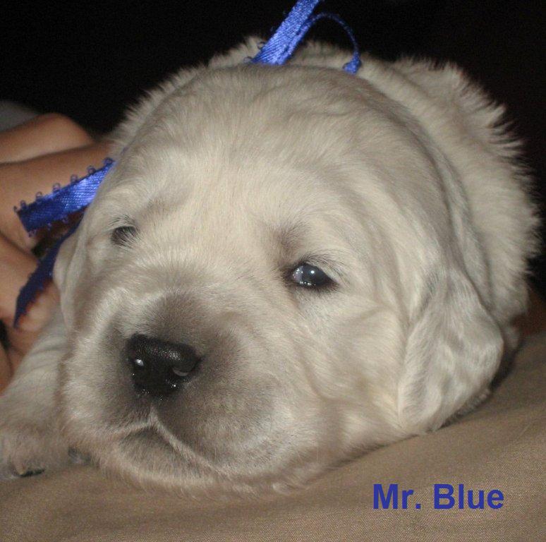 Mr Blue - Day 14