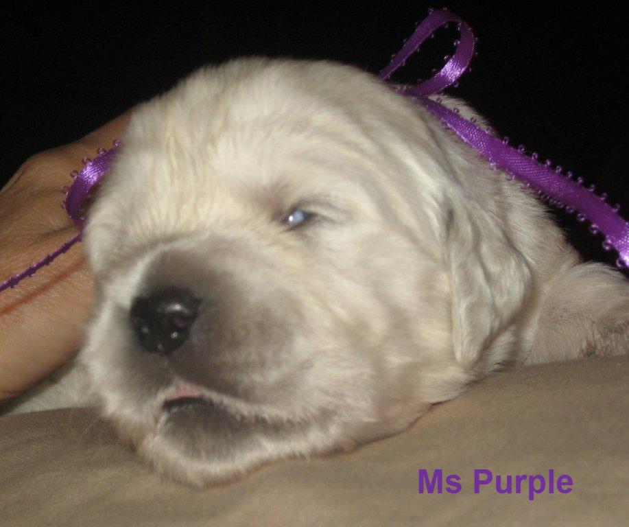 Ms Purple - Day 14