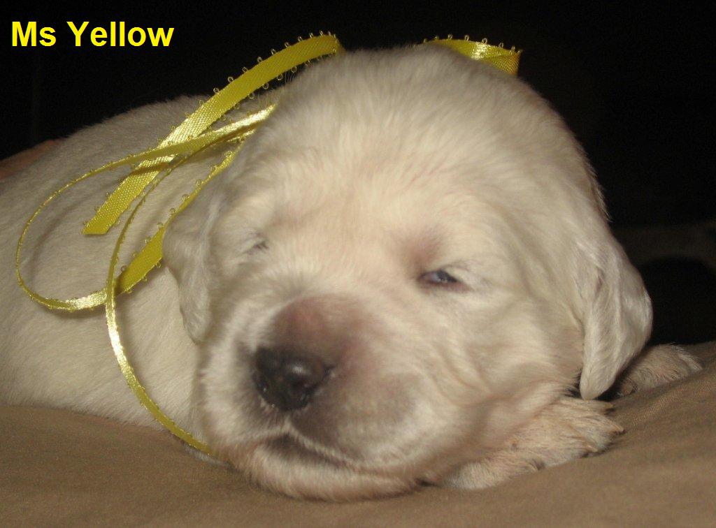Ms Yellow - Day 14