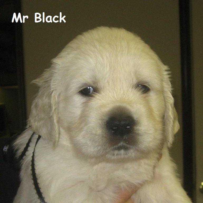 Mr Black - Week 5
