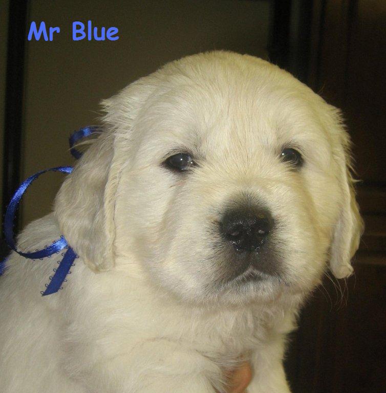 Mr Blue - Week 5