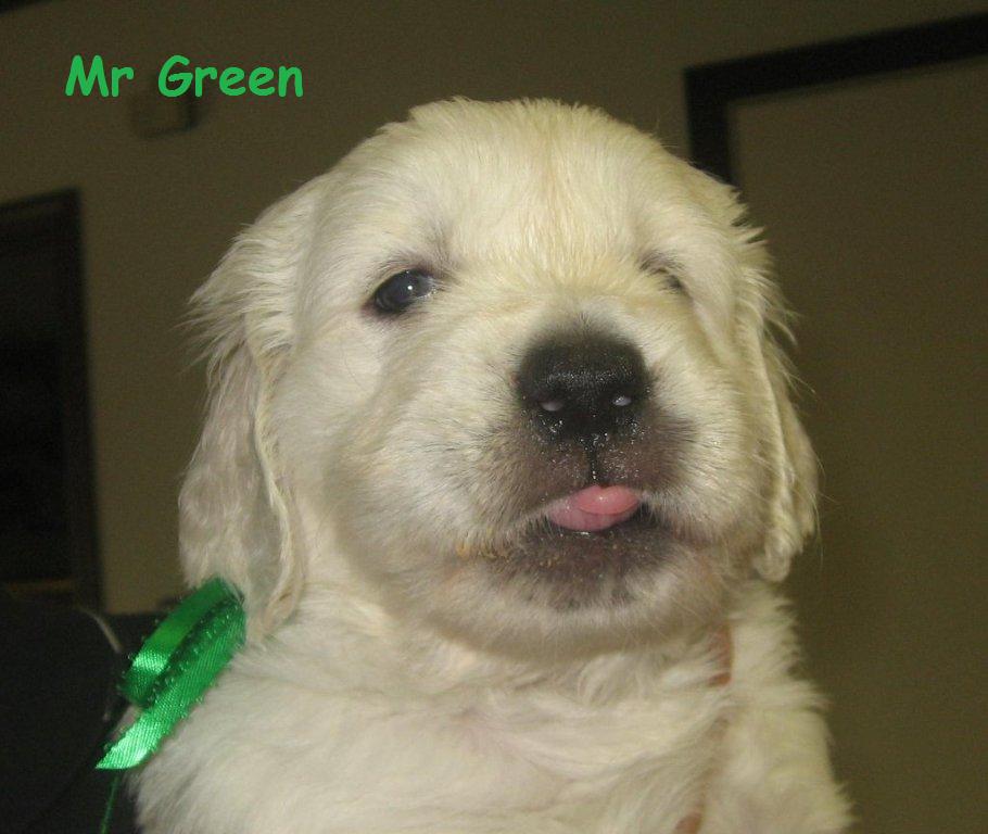 Mr Green - Week 5