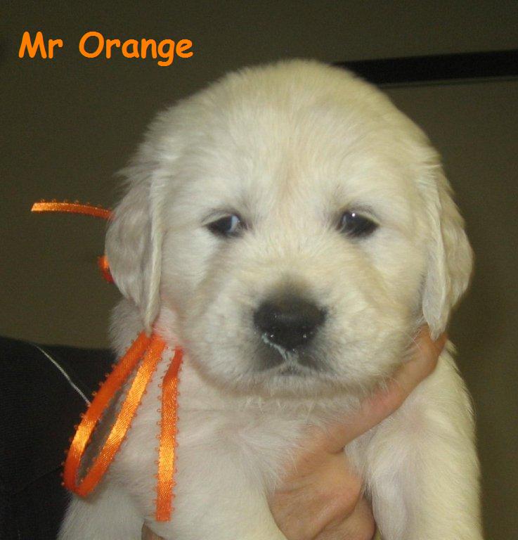 Mr Orange - Week 5