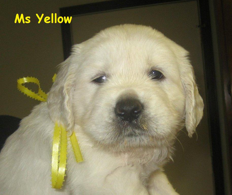 Ms Yellow - Week 5