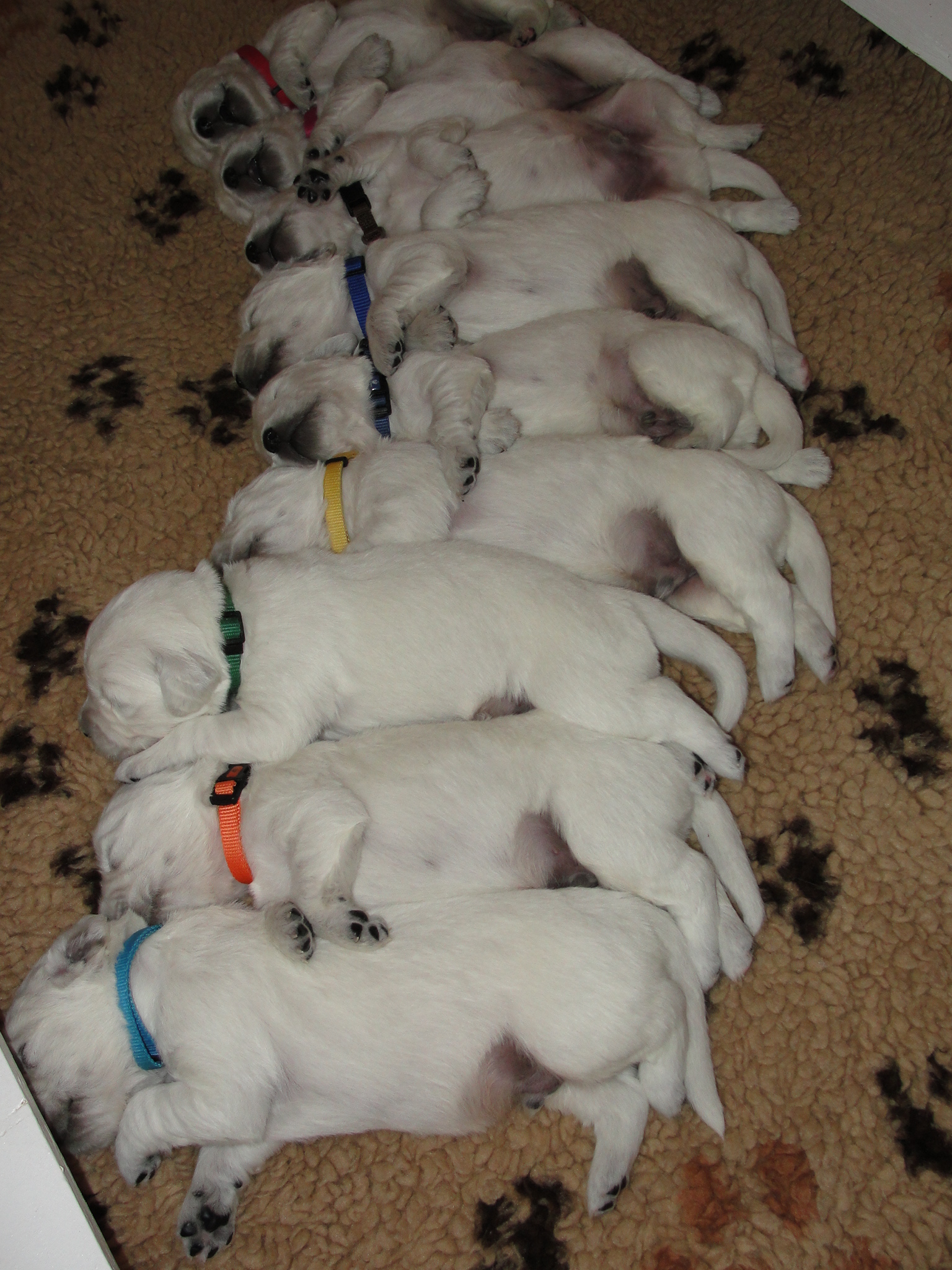 Puppies after a massage