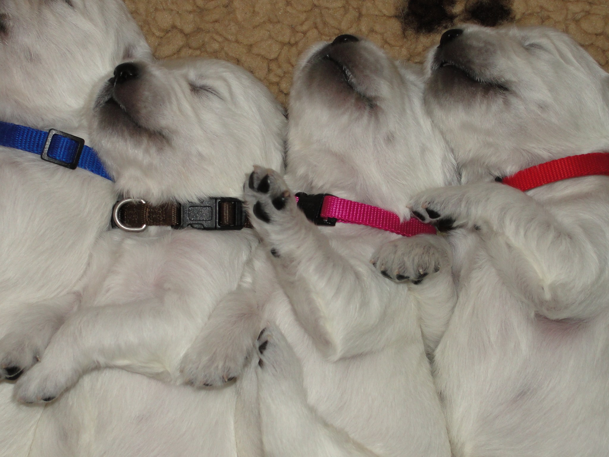 Puppies after their massage