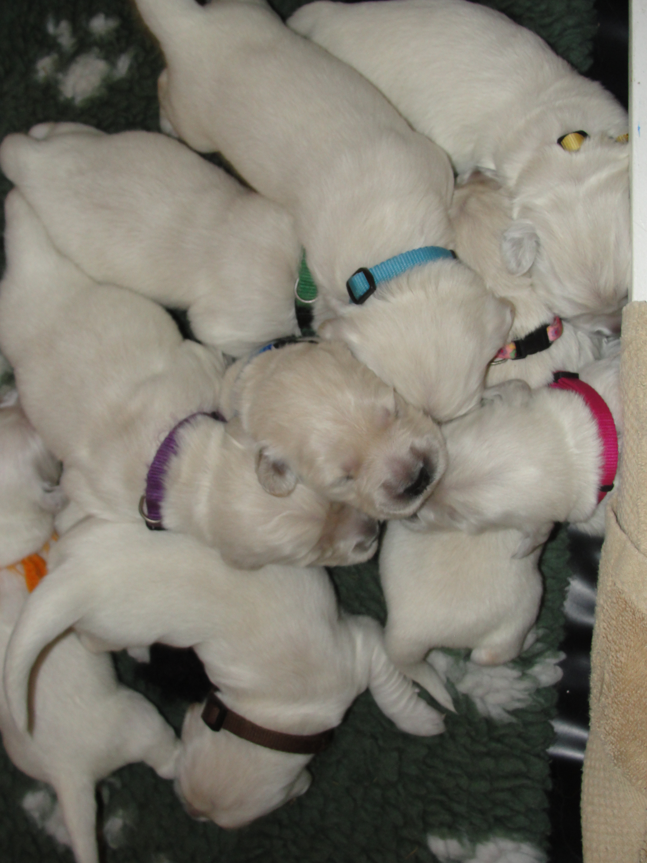 12 day old puppies.