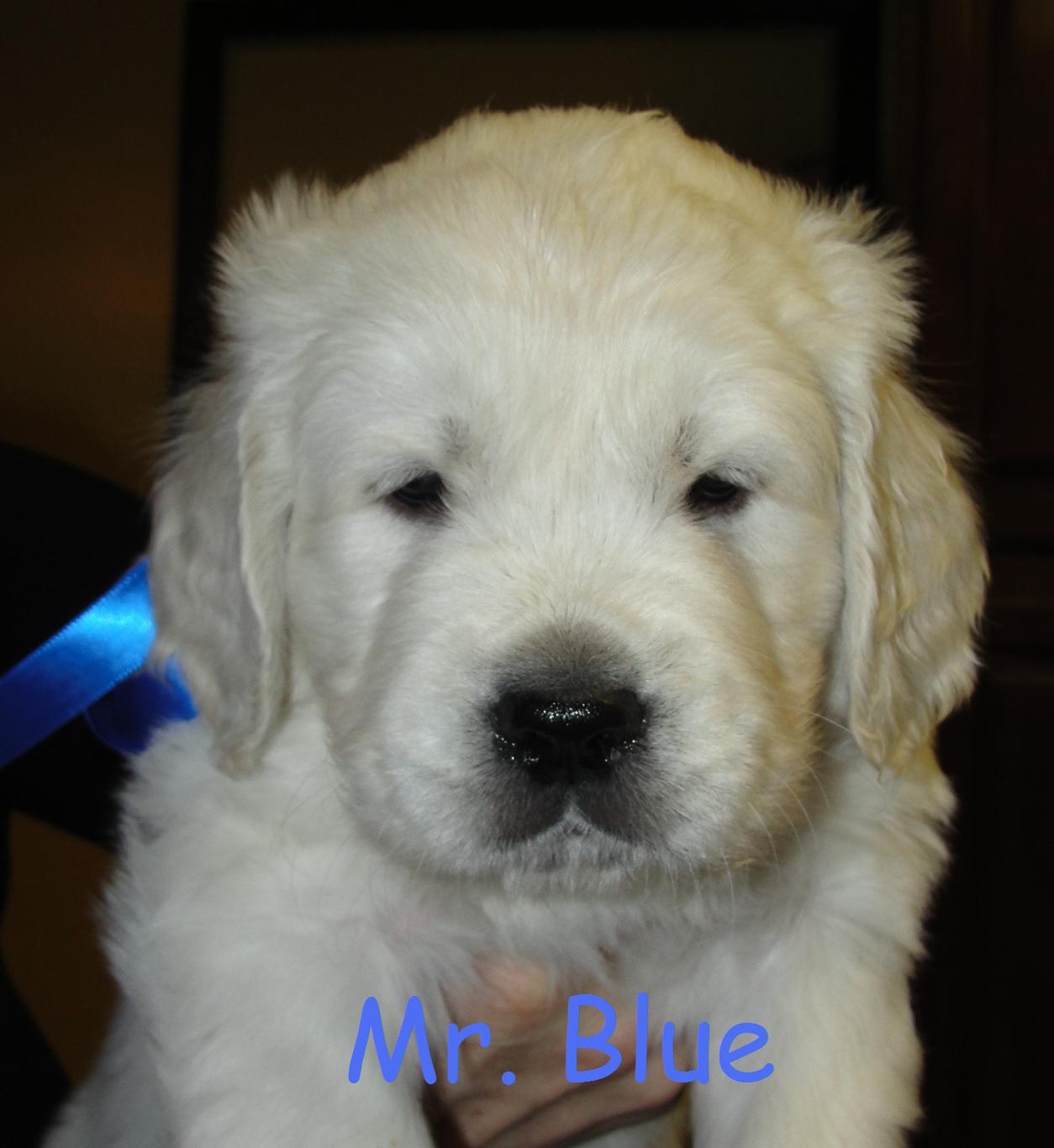 Mr. Blue