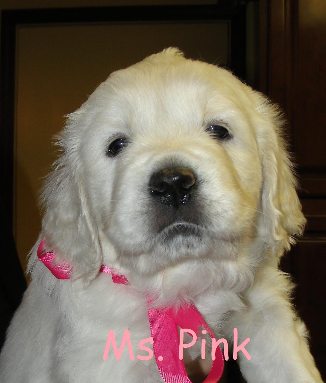Ms. Pink