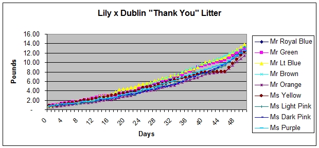 Lily X Dublin Thank You Litter