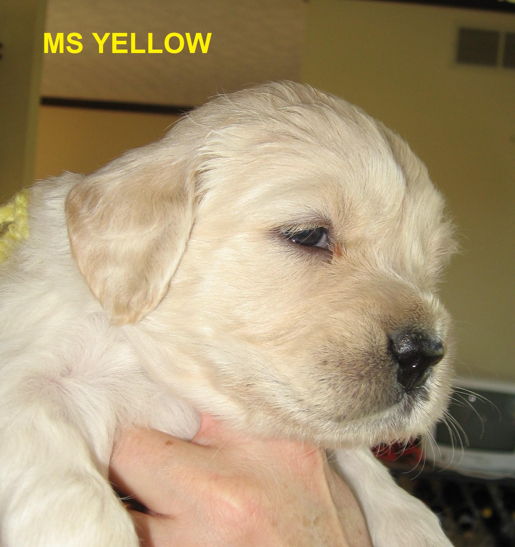 Ms Yellow