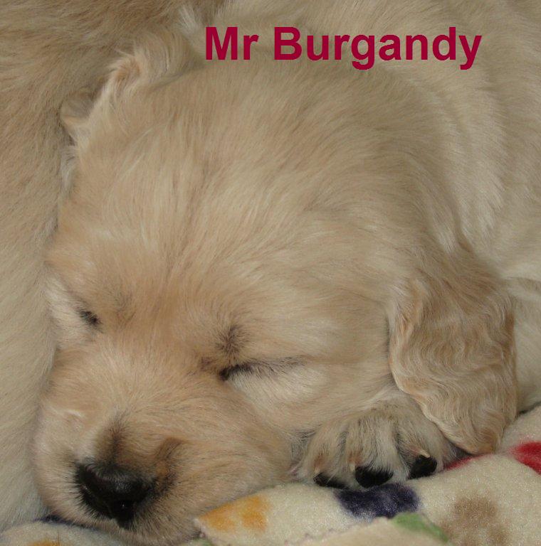 Mr Burgandy