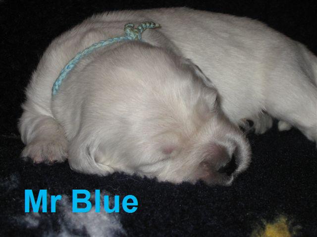 Mr Blue - Week 2