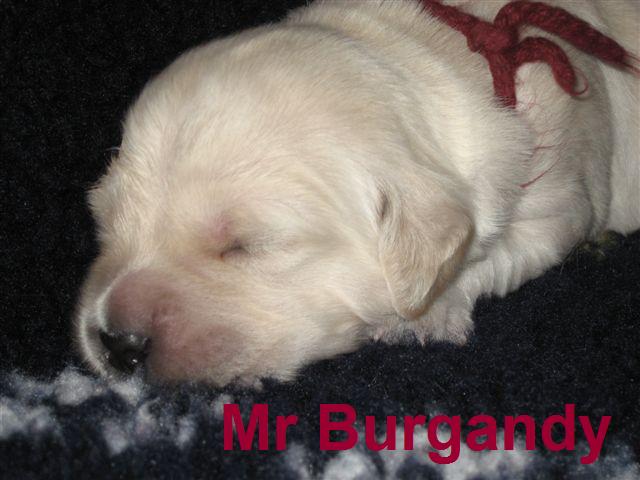 Mr Burgandy - Week 2