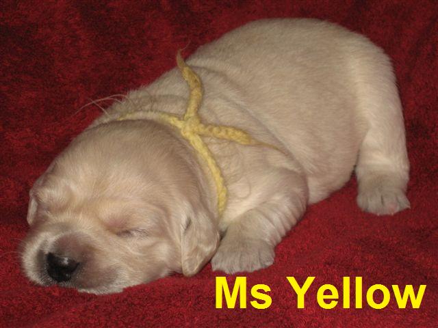 Miss Yellow - Week 2