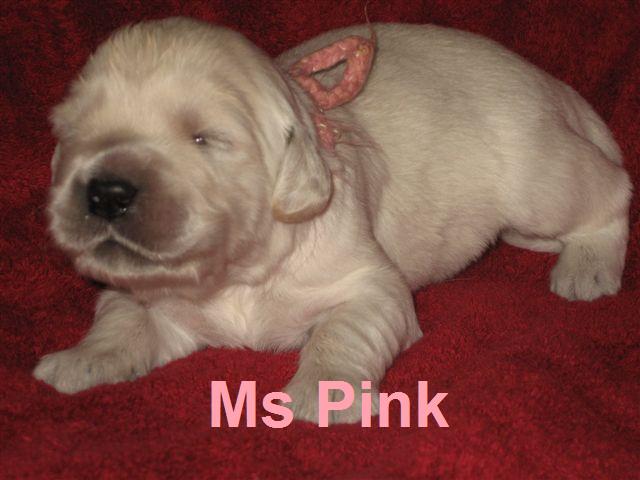 Miss Pink - Week 2