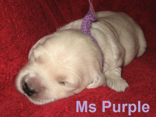 Miss Purple - Week 2