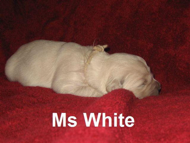 Miss White - Week 2