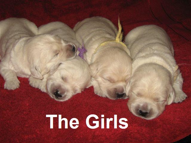 The Girls - Week 2