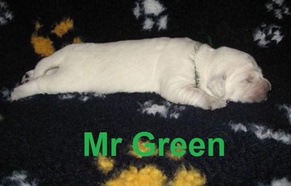 Mr Green - Week 2