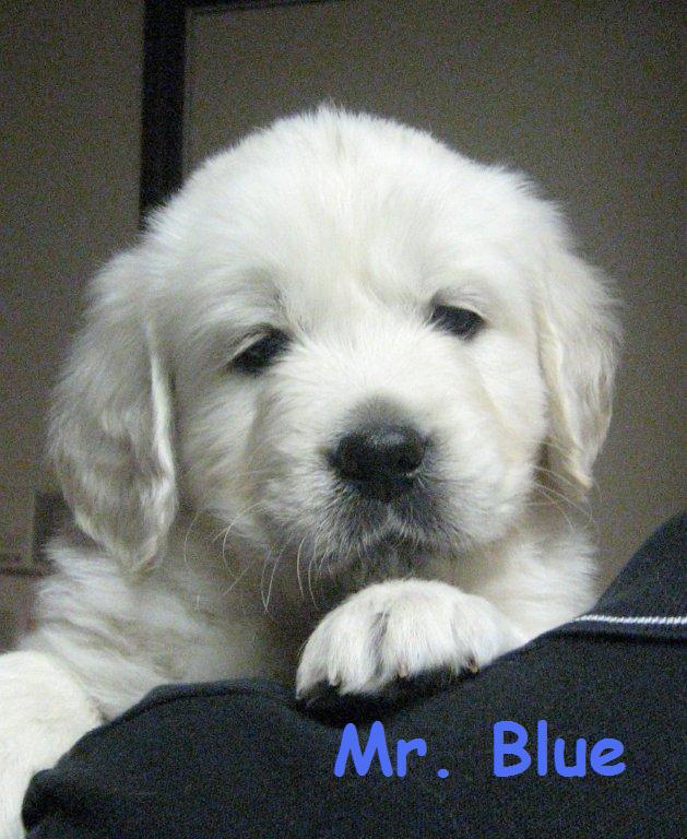 Mr Blue Week 6