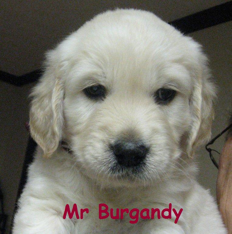 Mr Burgandy Week 6