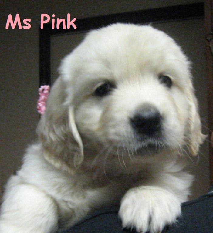Ms Pink Week 6
