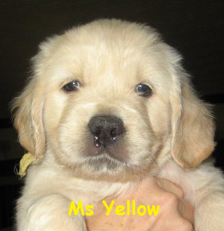Ms Yellow Week 6