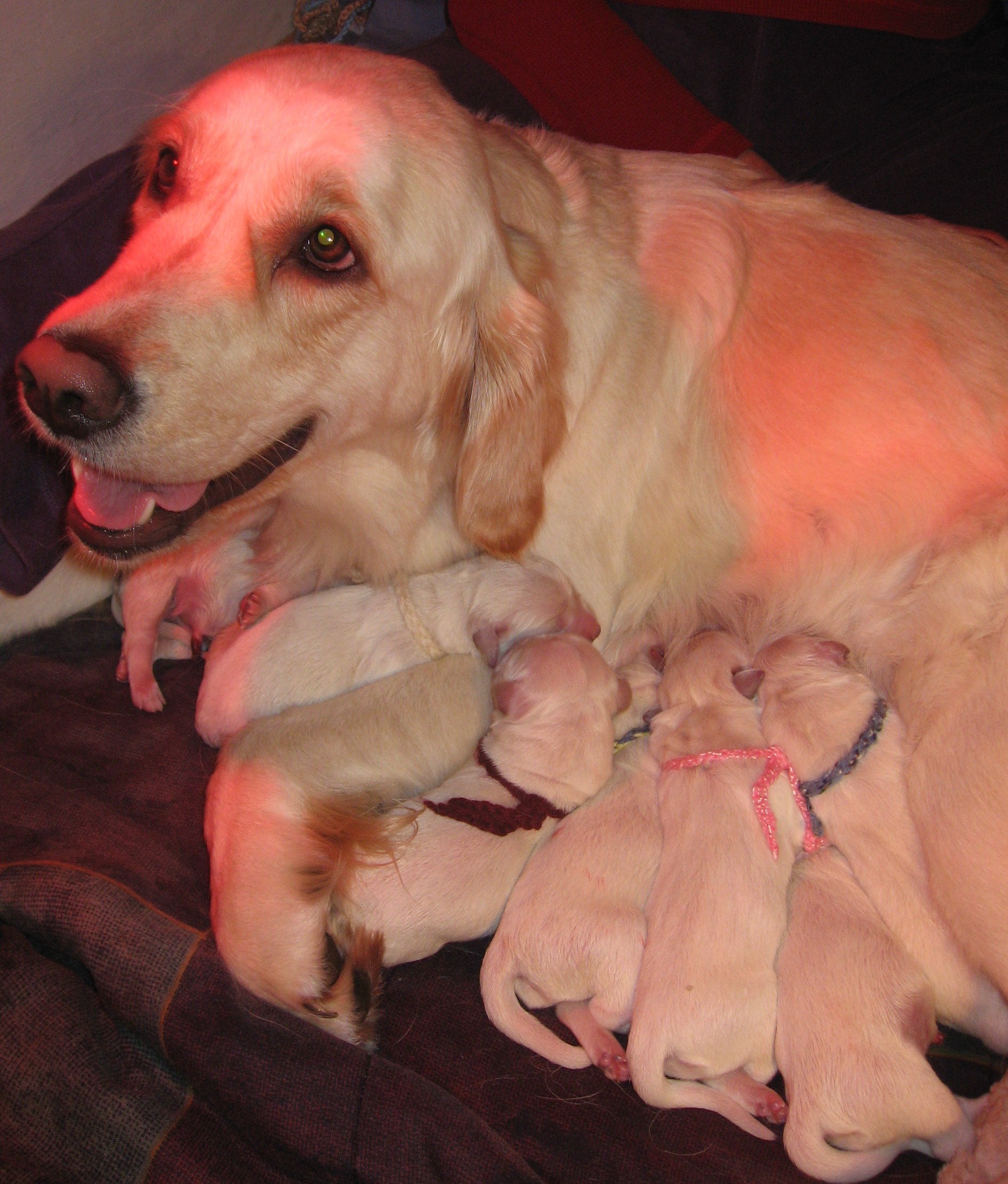 Lily and 7 puppies