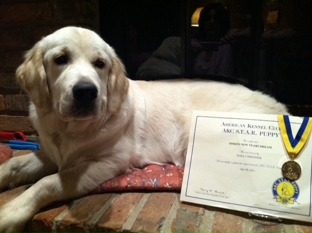 Remy With His STAR Certificate