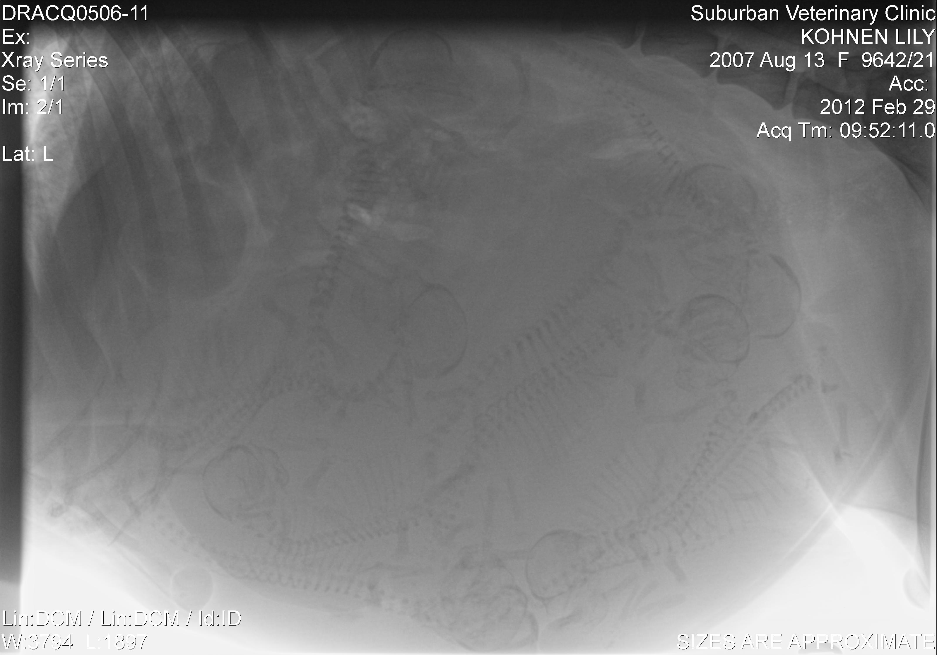 Lily's x-rays 2012