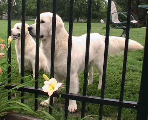 Dublin Standing July 4 2008