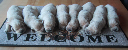 Puppies on Welcome Mat